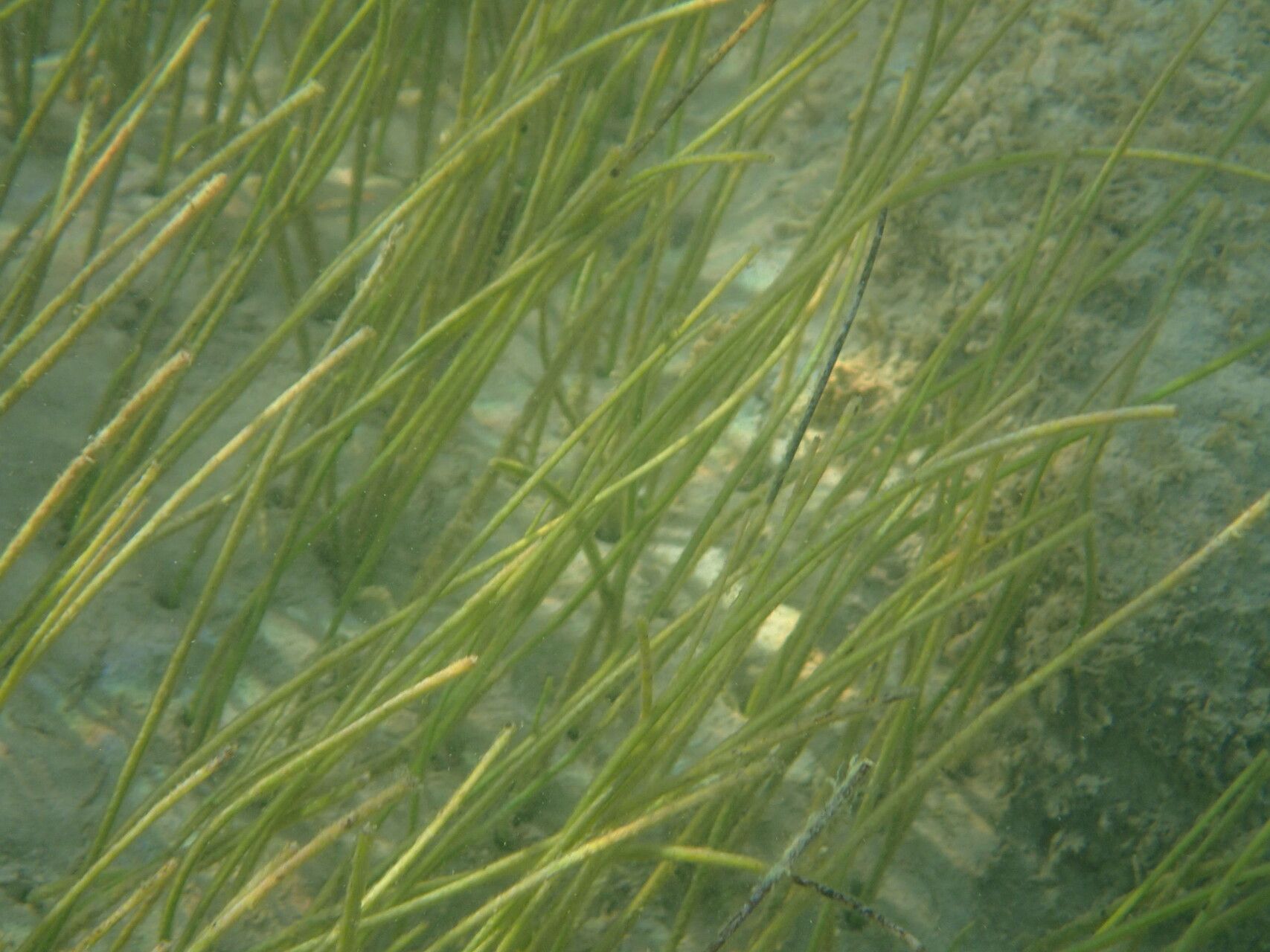 Syringodium filiforme leaf