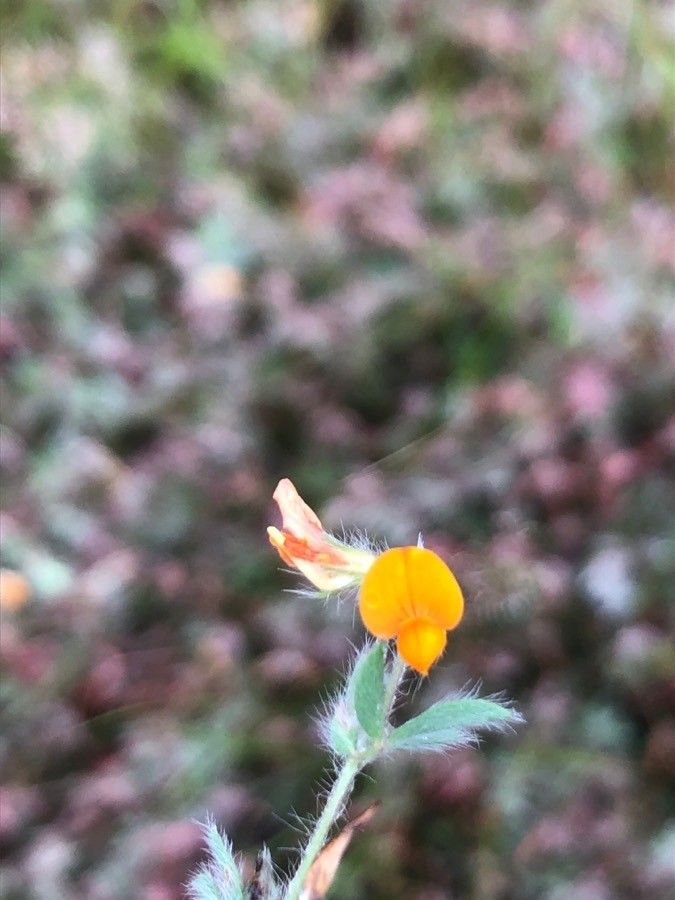 Lotus parviflorus flower