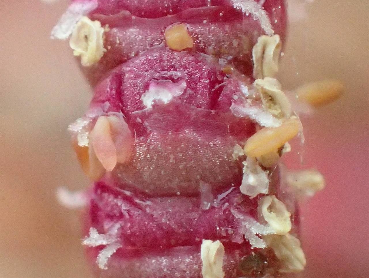 Salicornia procumbens fruit