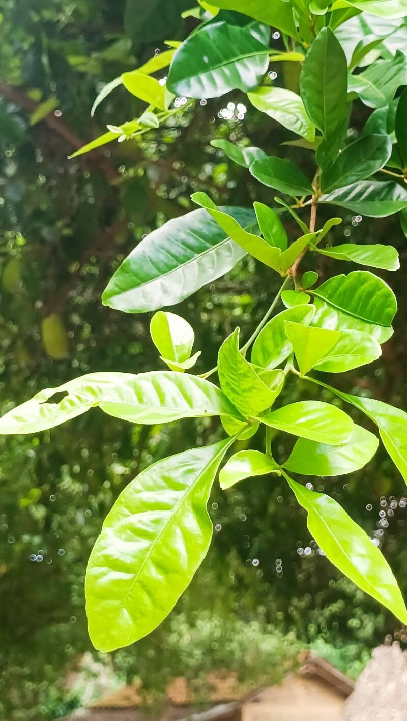 Dipteryx punctata leaf