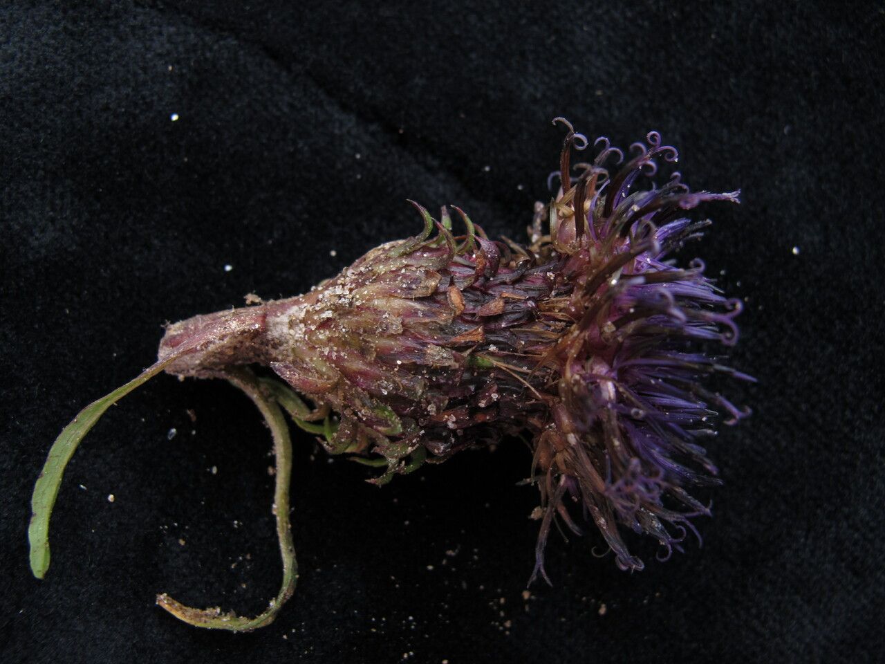 Saussurea leontodontoides other