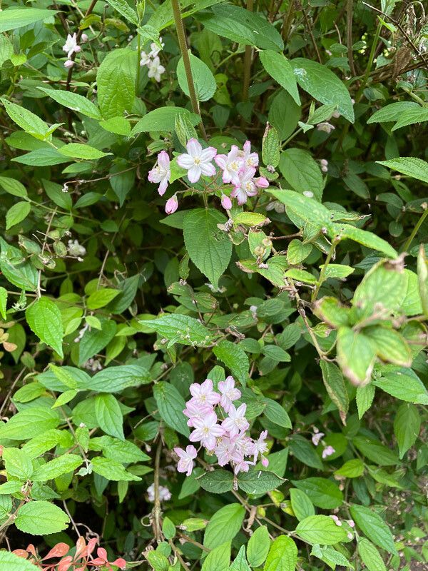 Deutzia hybrida leaf