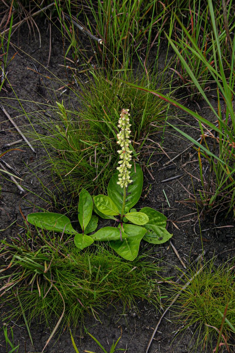 Orthosiphon allenii habit