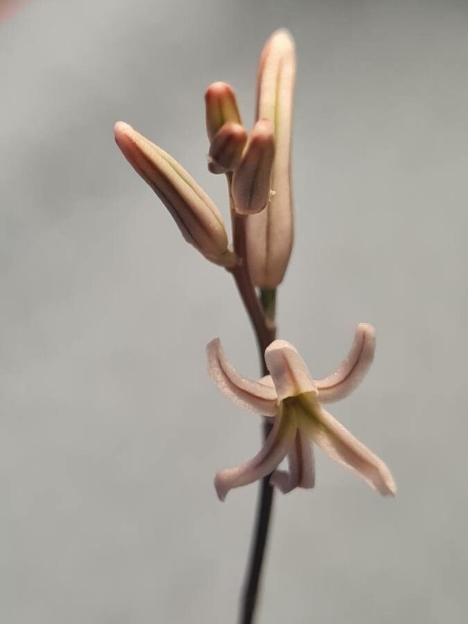 Haworthia marumiana flower