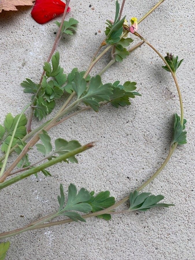 Corydalis sempervirens — houseplant care guide