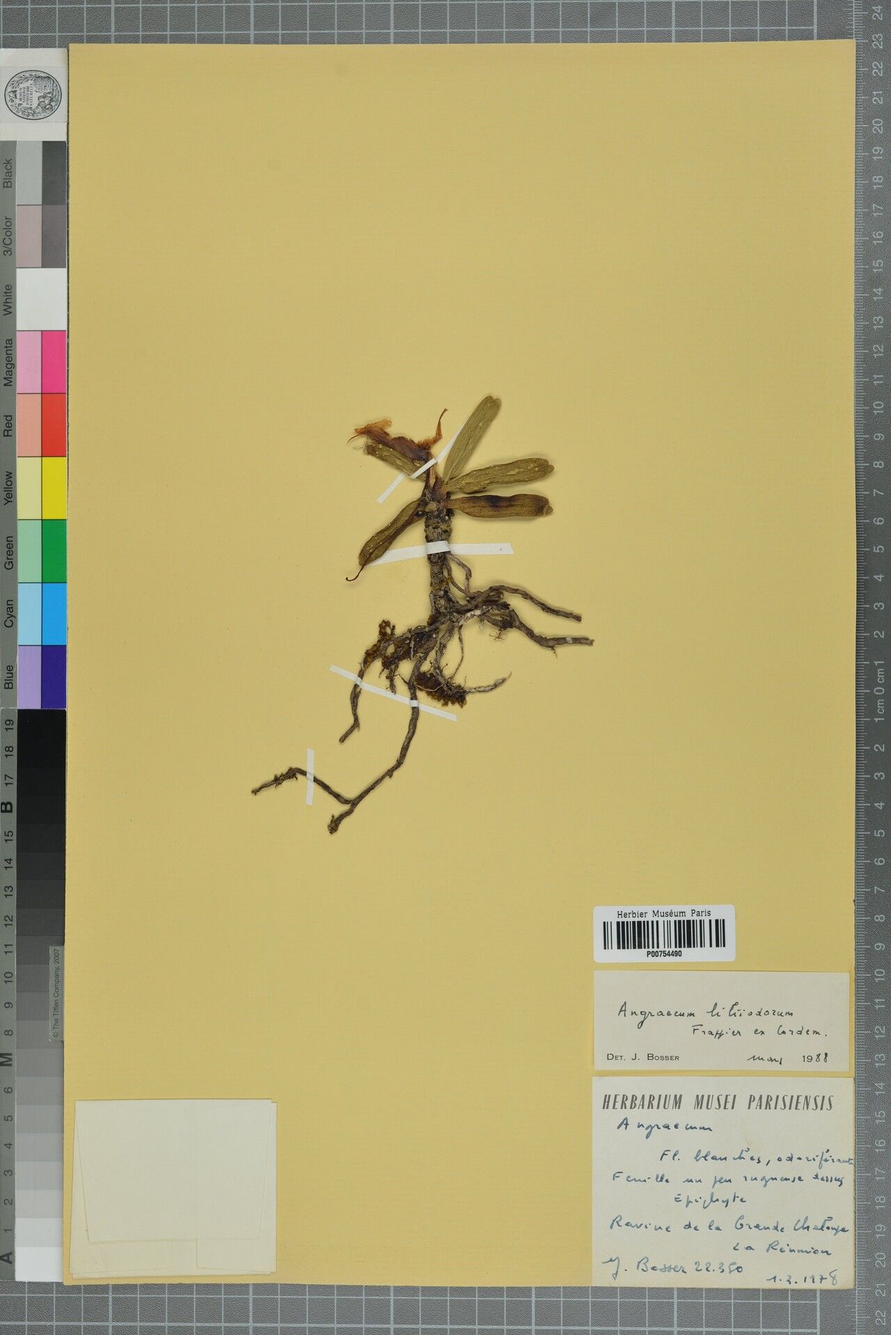 Angraecum liliodorum — houseplant care guide