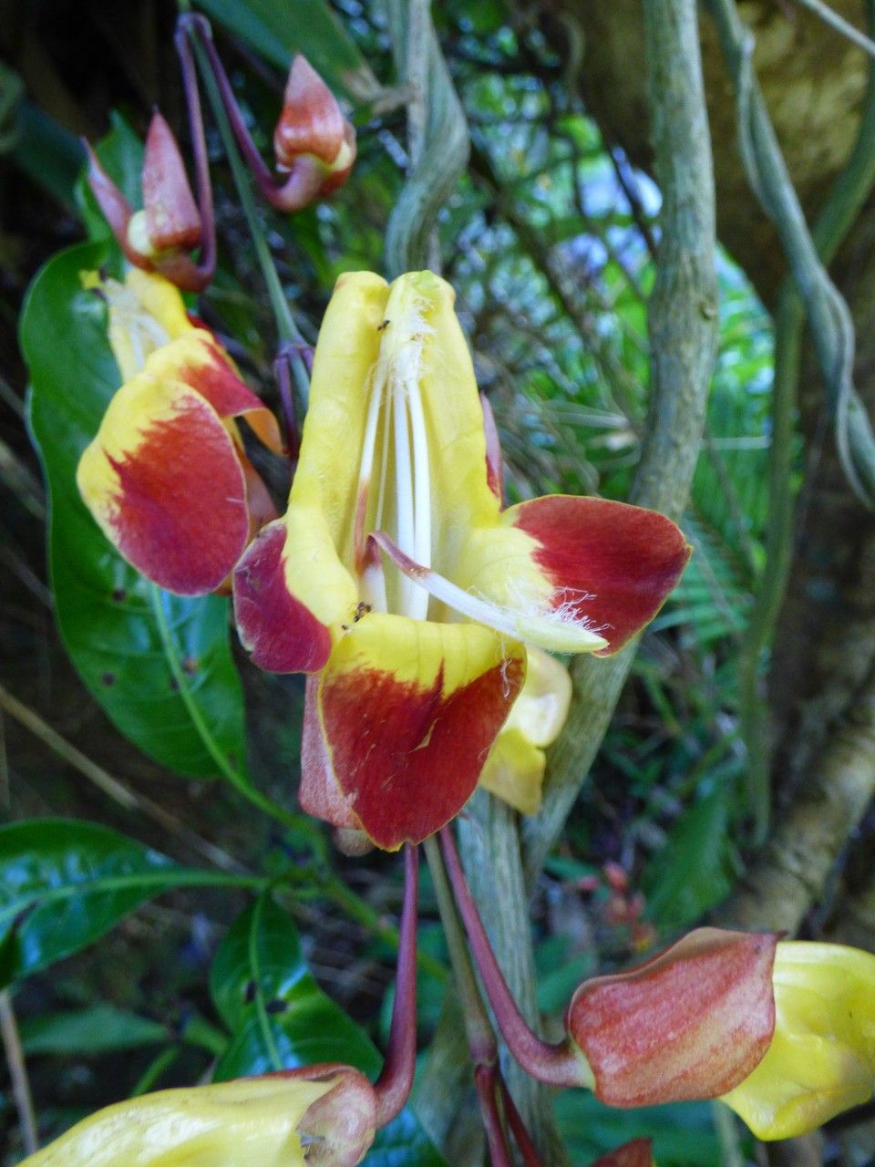 Thunbergia mysorensis flower