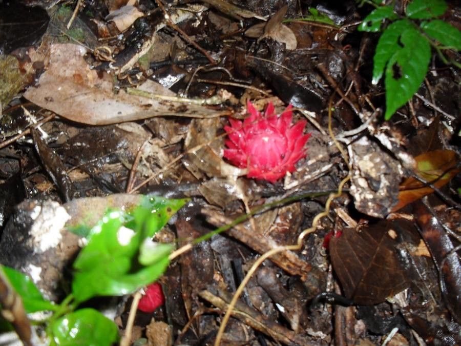 Thonningia sanguinea — search result for 'Balanophoraceae'