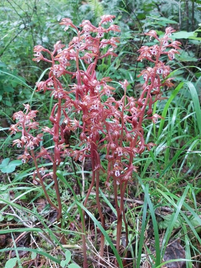 Corallorhiza mertensiana — related species from the same genus
