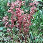 Corallorhiza mertensiana