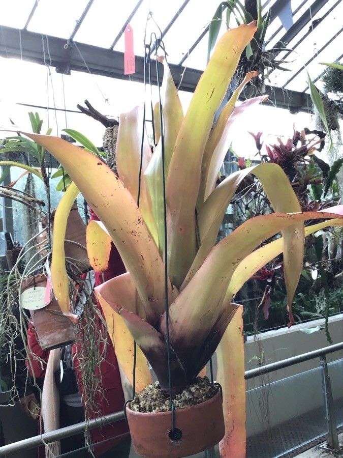 Aechmea blanchetiana — search result for 'Aechmea'