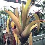 Aechmea blanchetiana