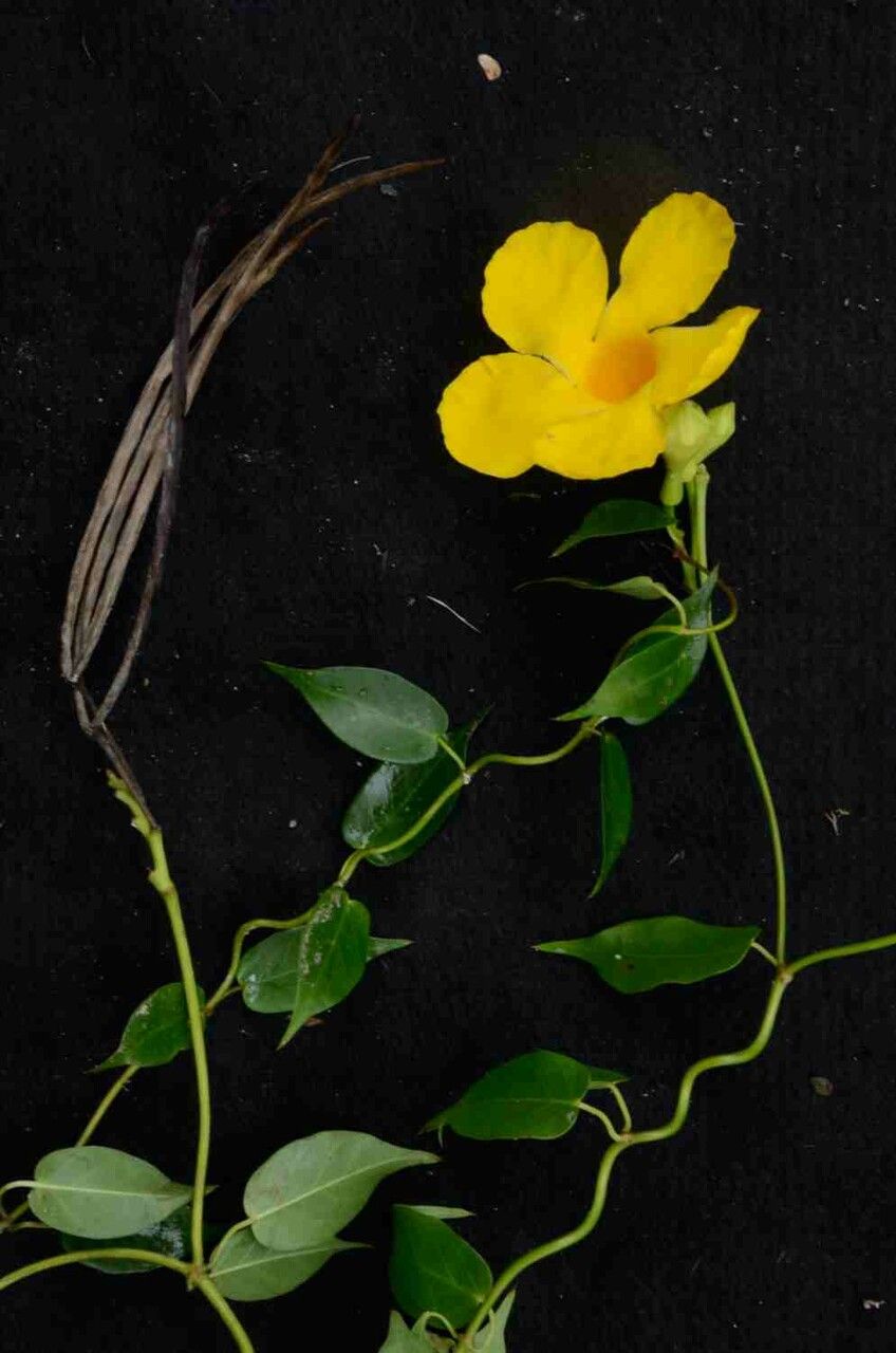 Mandevilla funiformis fruit