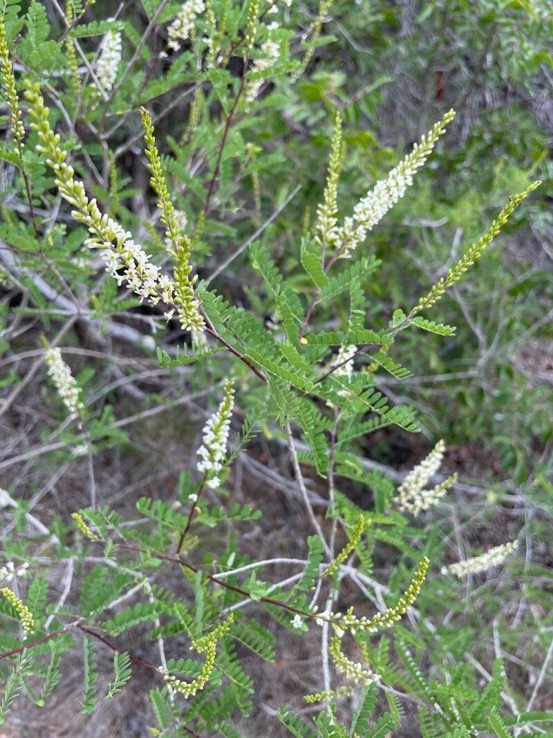 Eysenhardtia texana flower