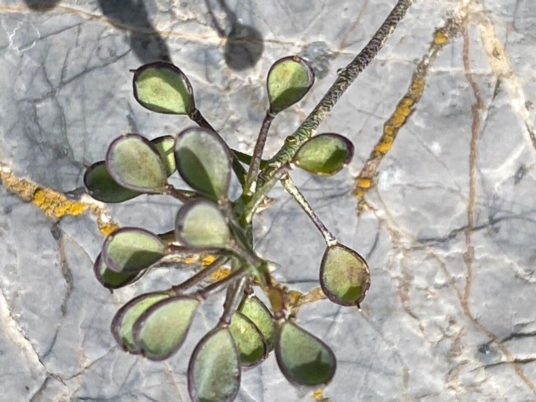Hormathophylla lapeyrousiana fruit