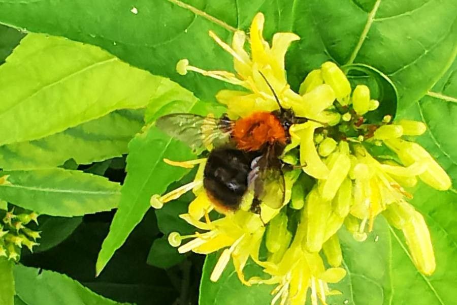 Diervilla sessilifolia flower