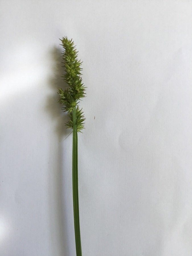Carex stipata — search result for 'Carex'