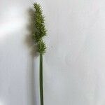 Carex stipata