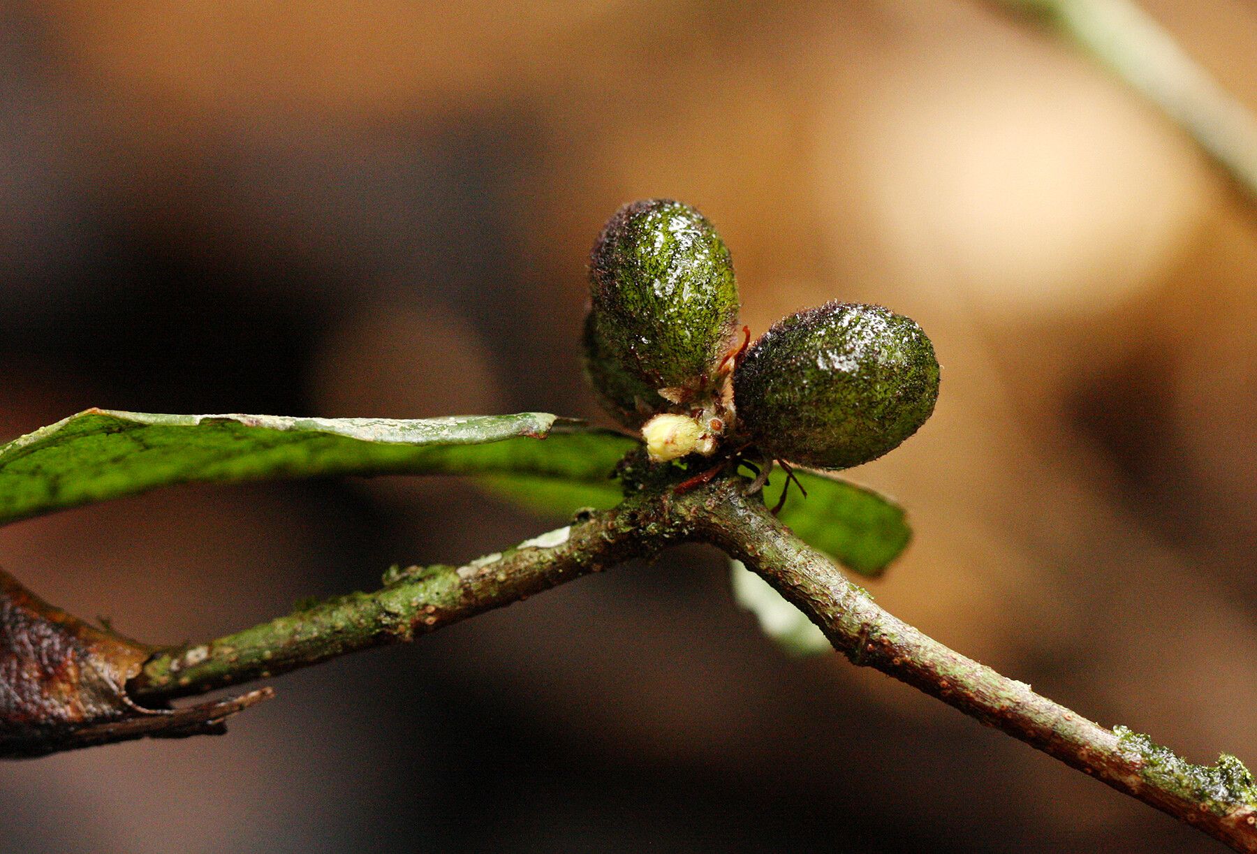 Dichapetalum heudelotii fruit