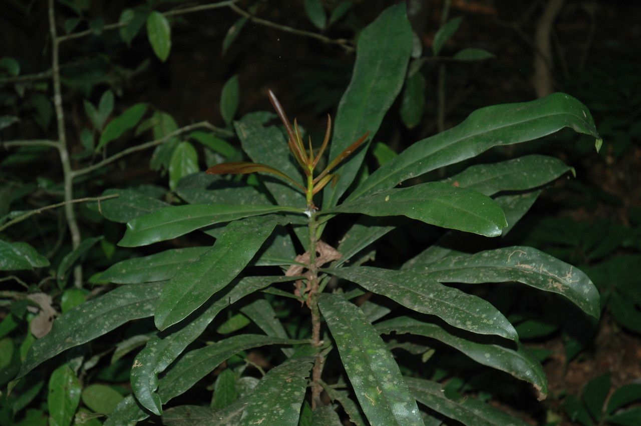 Ancistrocladus heyneanus — houseplant care guide