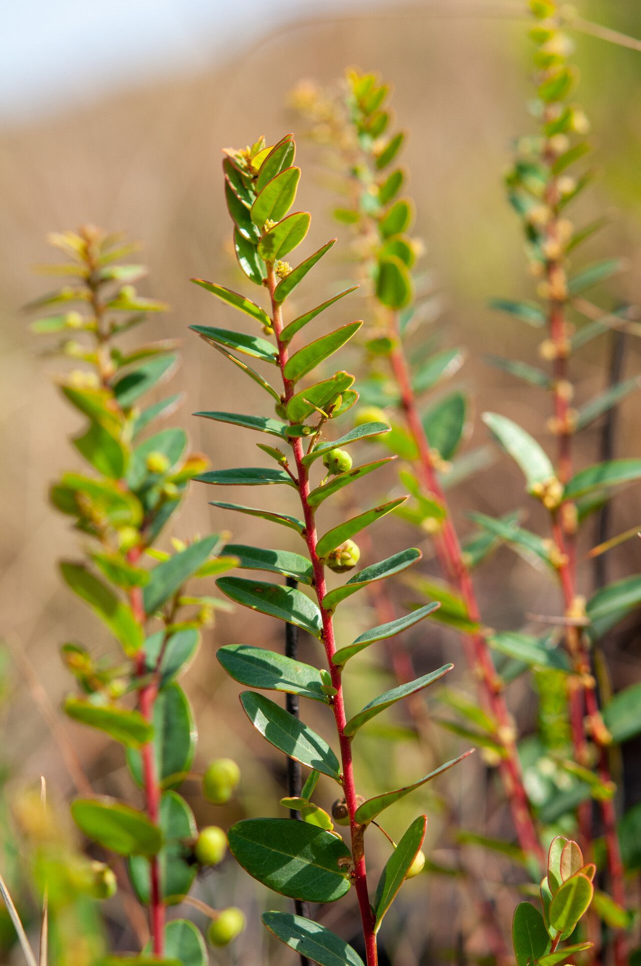 Phyllanthus alpestris
