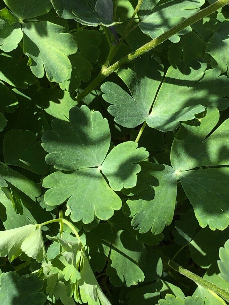 Aquilegia bernardii leaf