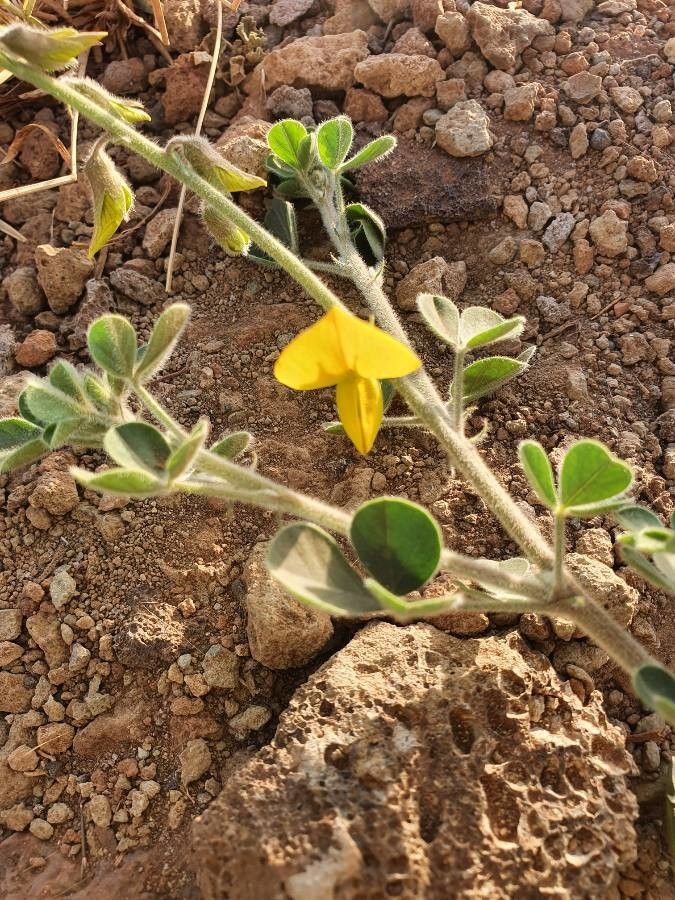 Crotalaria emarginella flower