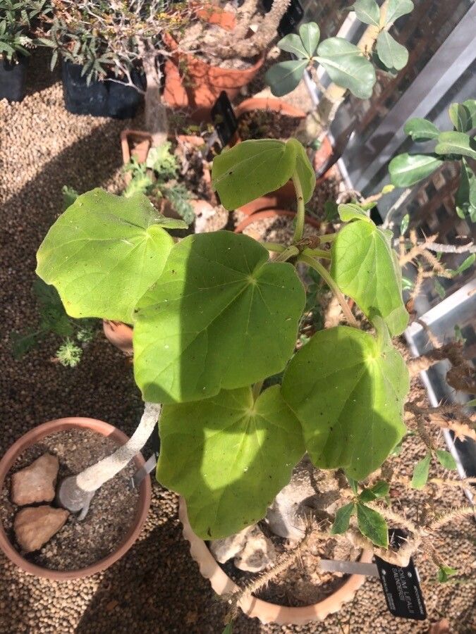 Uncarina grandidieri leaf