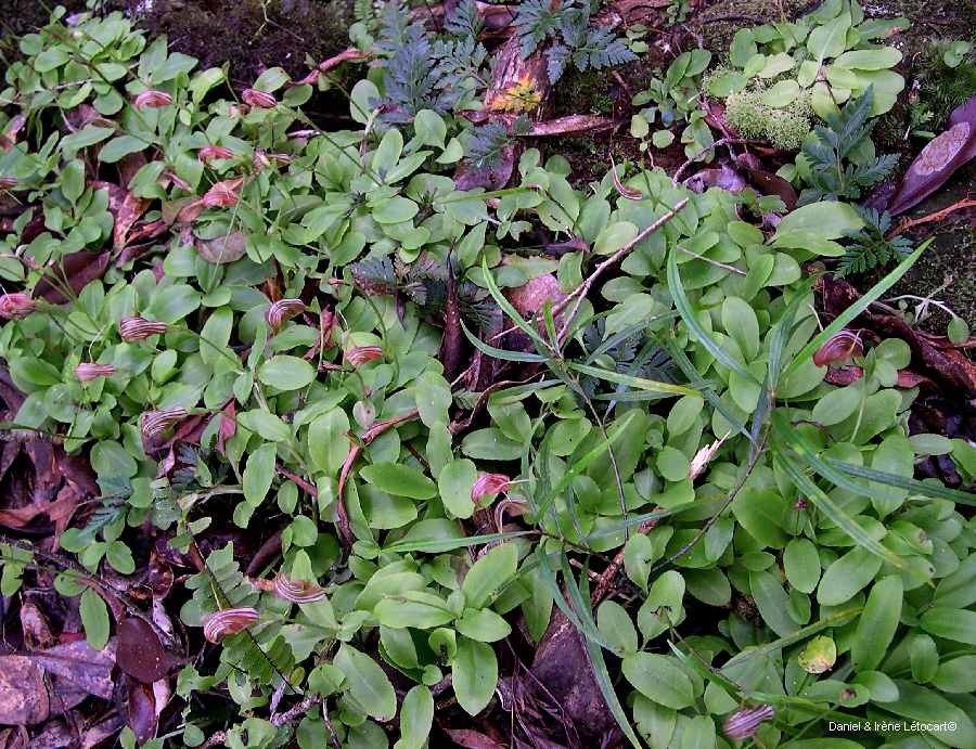 Pterostylis tenuicauda habit