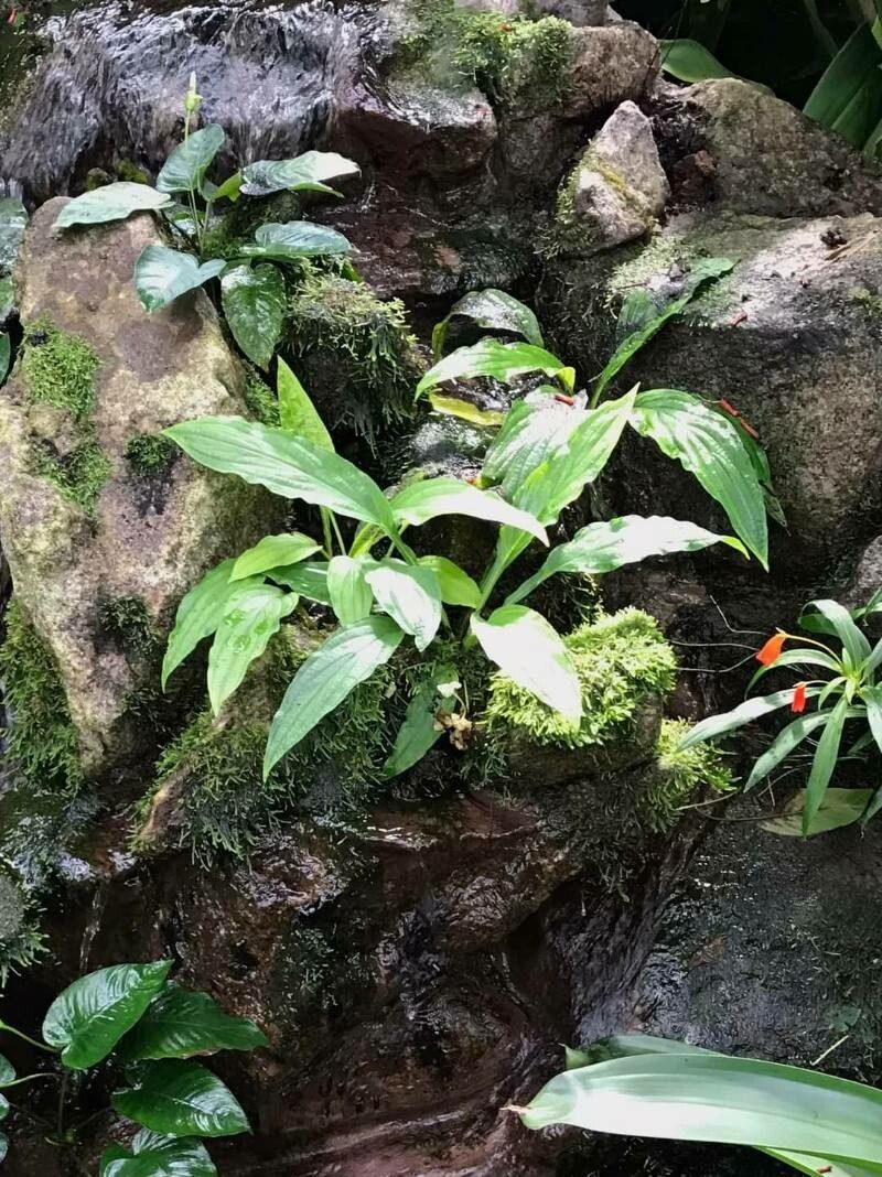 Tacca plantaginea — search result for 'Tacca'