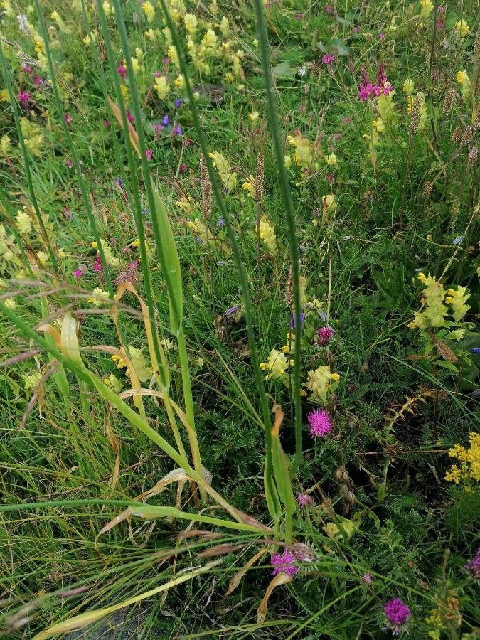 Allium scorodoprasum leaf