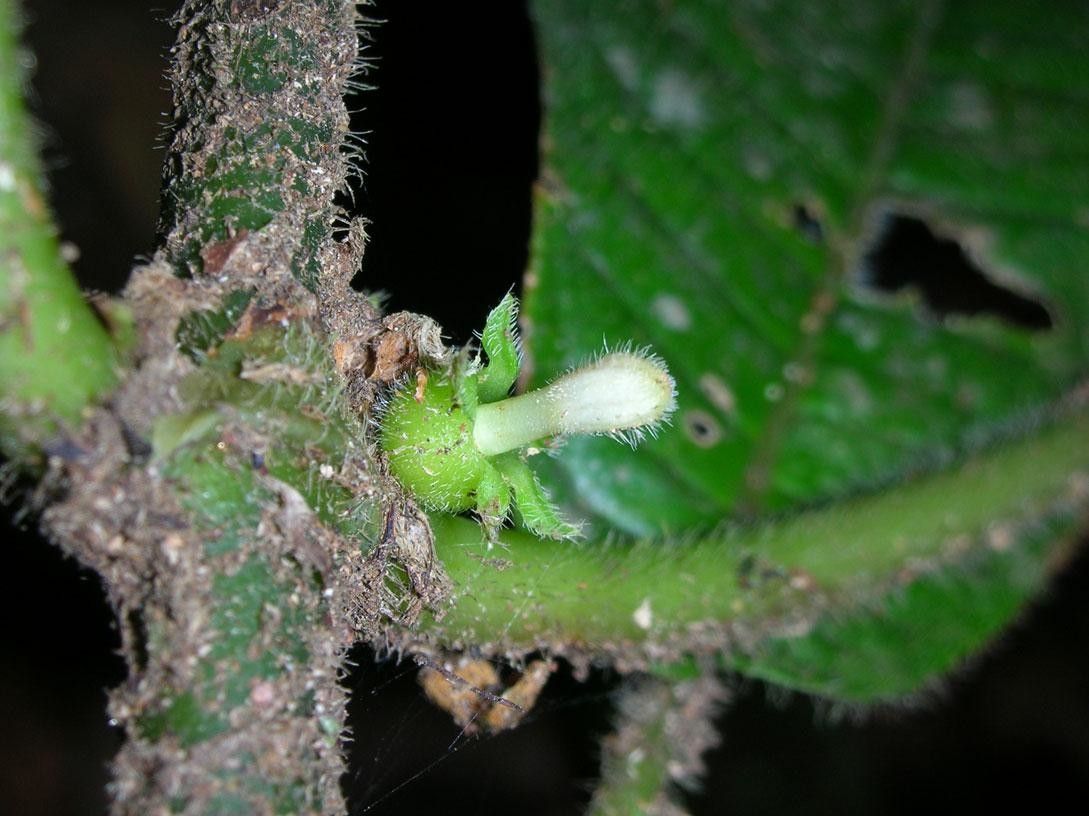 Lasianthus panamensis bark