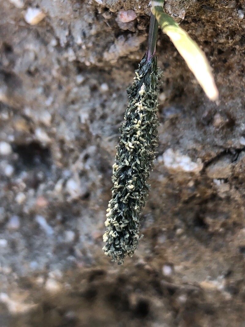 Sporobolus alopecuroides flower