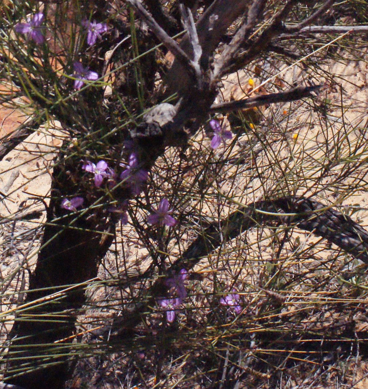 Thysanotus manglesianus habit