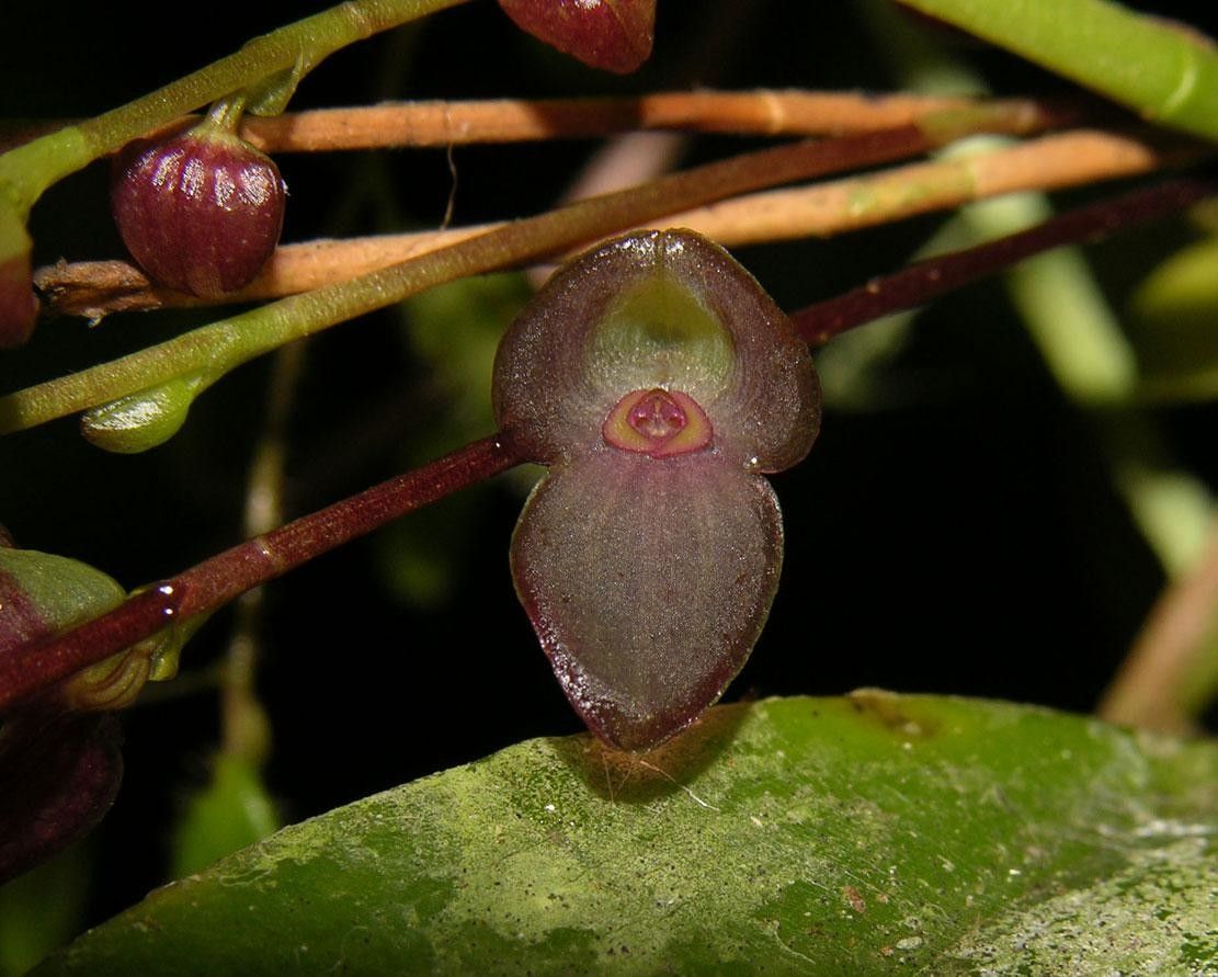 Stelis lankesteri flower