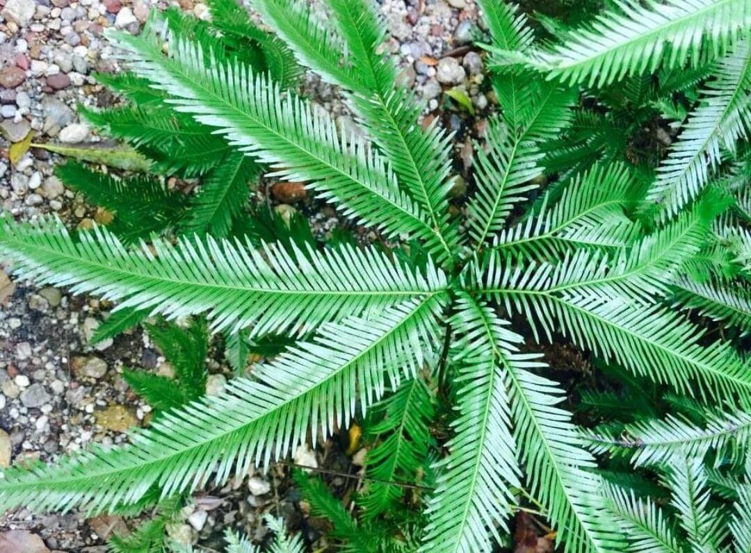 Sticherus flabellatus — houseplant care guide