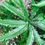 Sticherus flabellatus