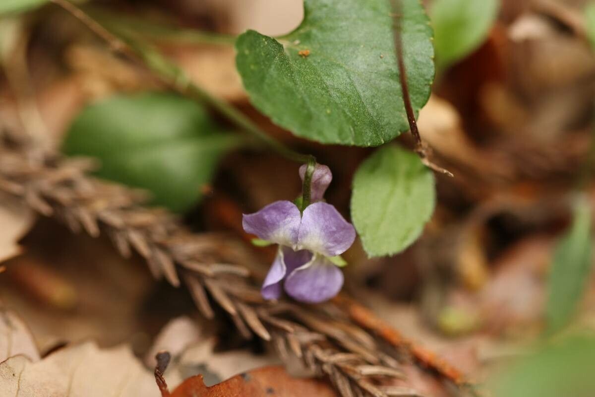 Viola hondoensis — houseplant care guide