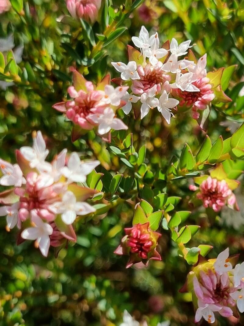 Pimelea spectabilis — search result for 'Thymelaeaceae'