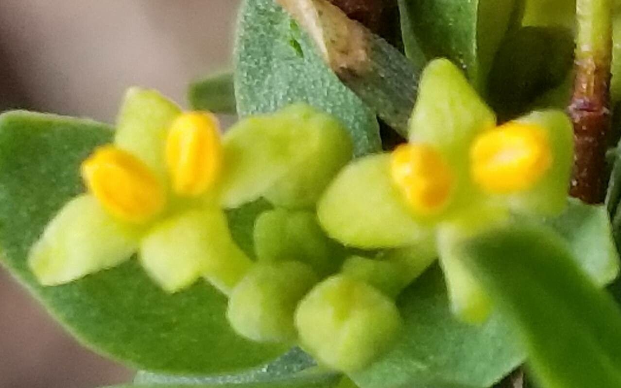 Pimelea pauciflora flower