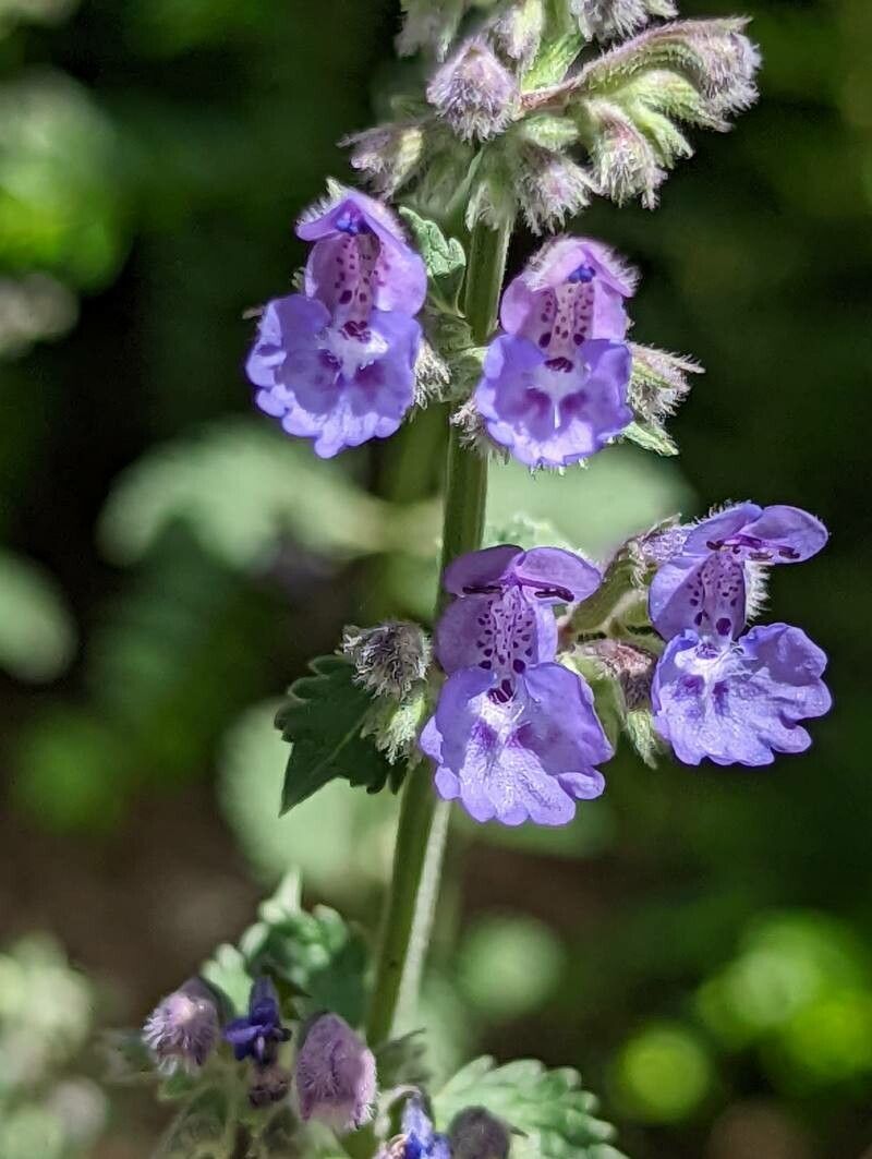 Nepeta x faasseni flower