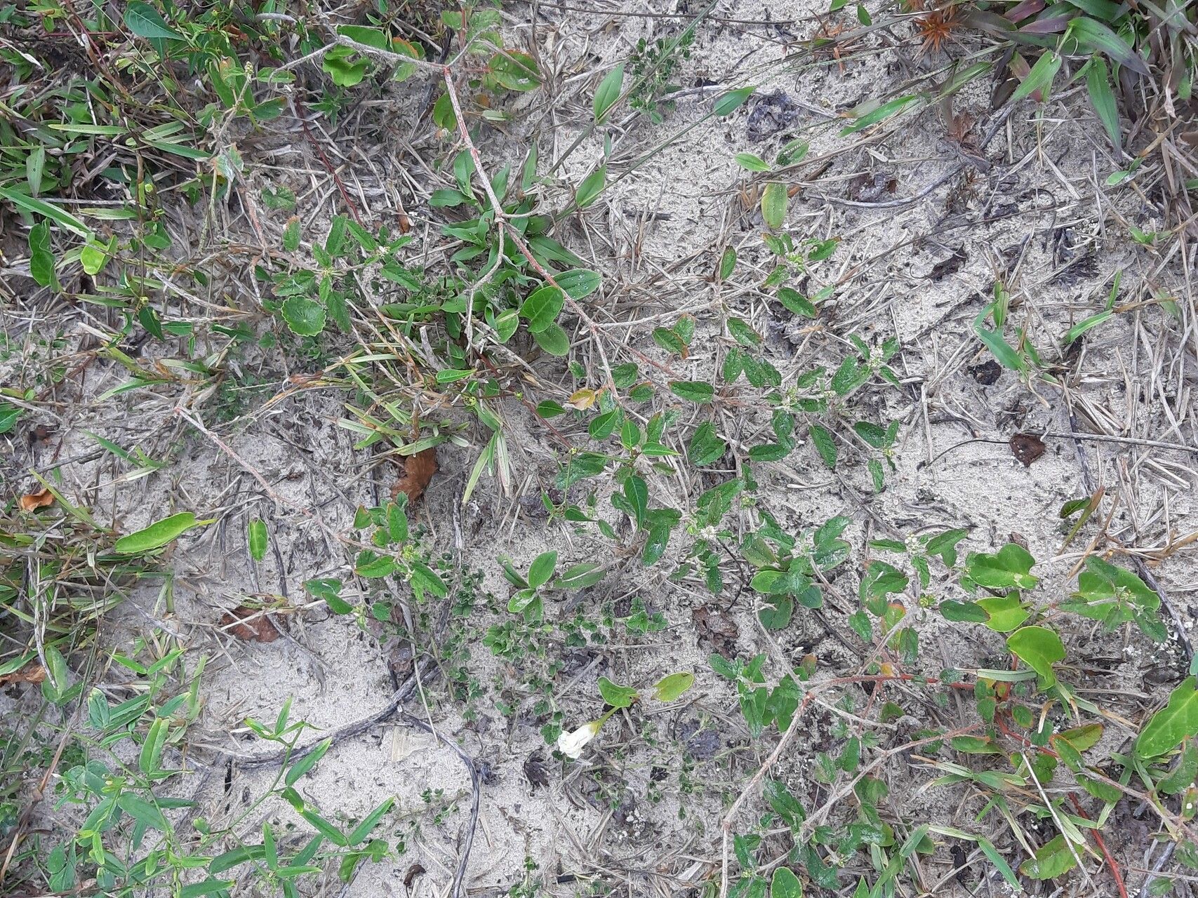 Croton lundianus habit