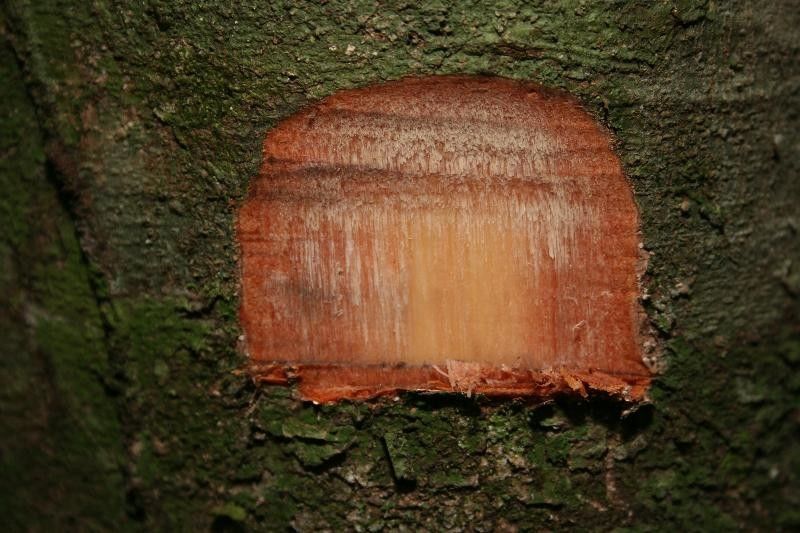 Protium decandrum other