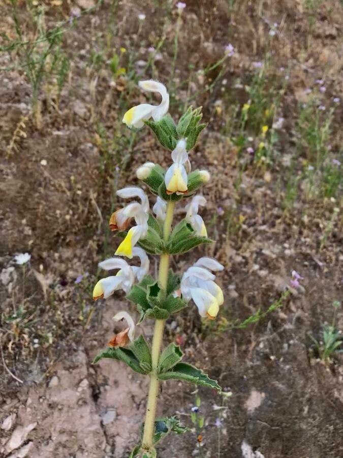 Phlomoides laciniata flower