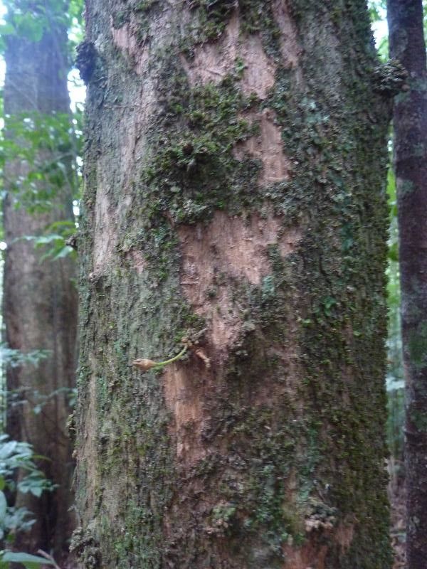 Chrysophyllum cuneifolium bark