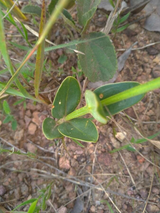 Calochortus splendens — search result for 'Calochortus'