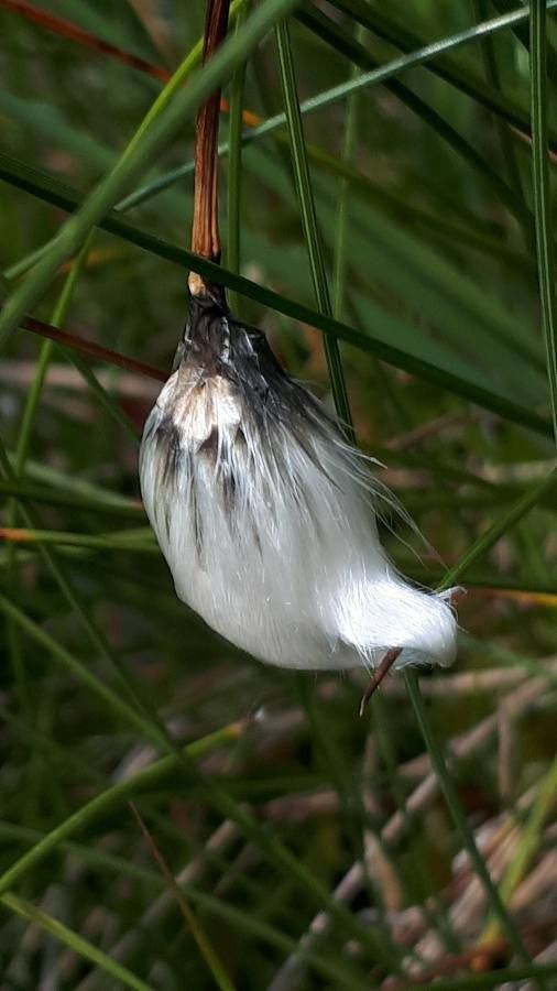 Eriophorum latifolium fruit