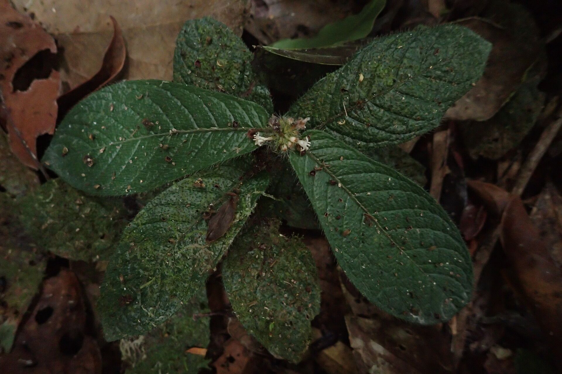 Psychotria fimbriatifolia habit