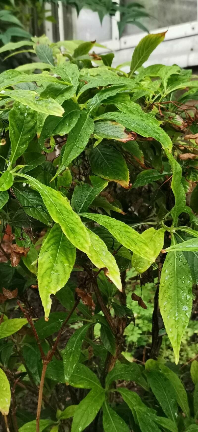 Hydrangea platyarguta leaf