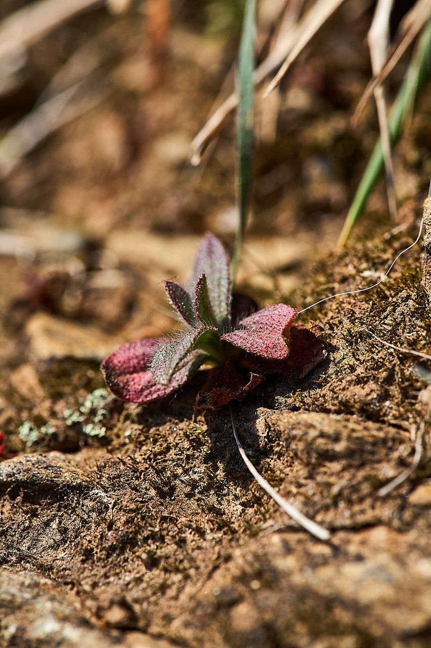 Limonium echioides leaf